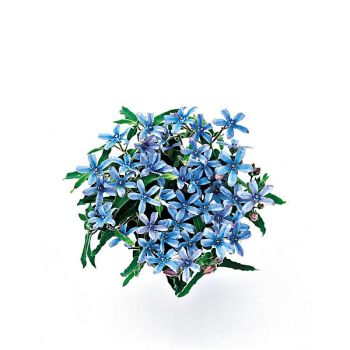 TWEEDIA SKY BLUE (oxypetalum caeruleum) 2