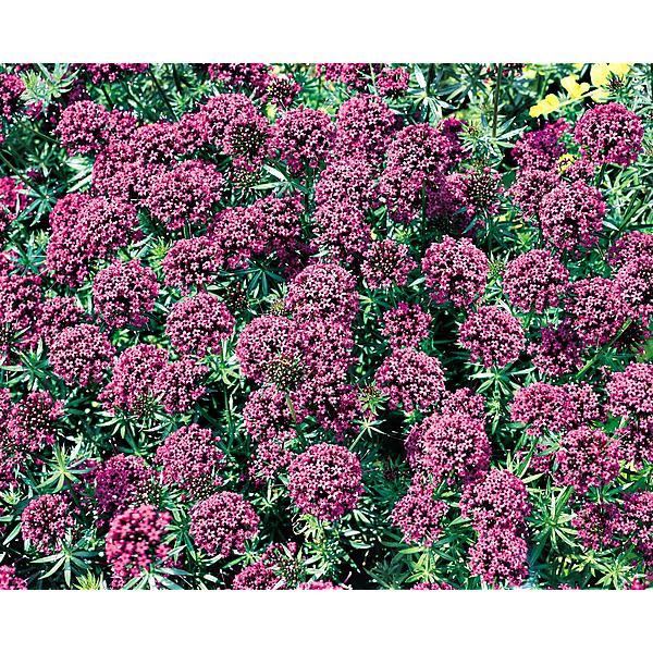 CRUCIANELLA (phuopsis stylosa)