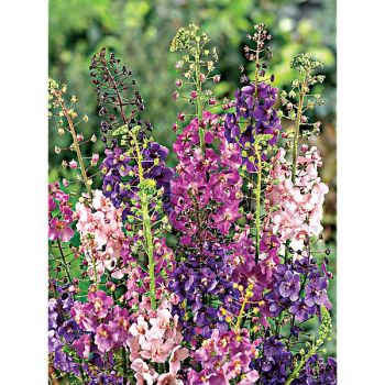 VERBASCUM PHOENICEUM MIX ou molène 2