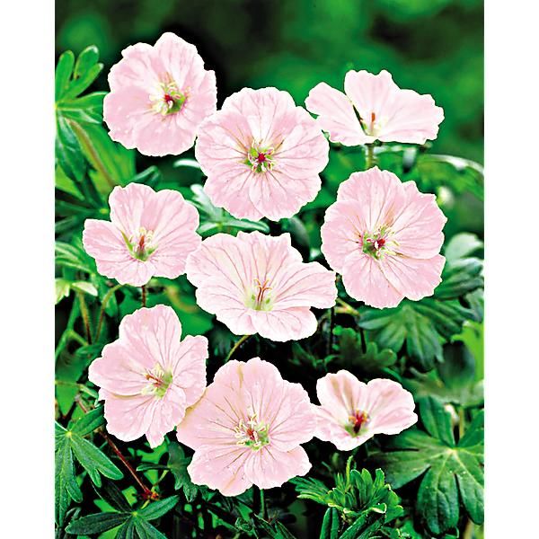 GÉRANIUM sanguineum VISION® PINK