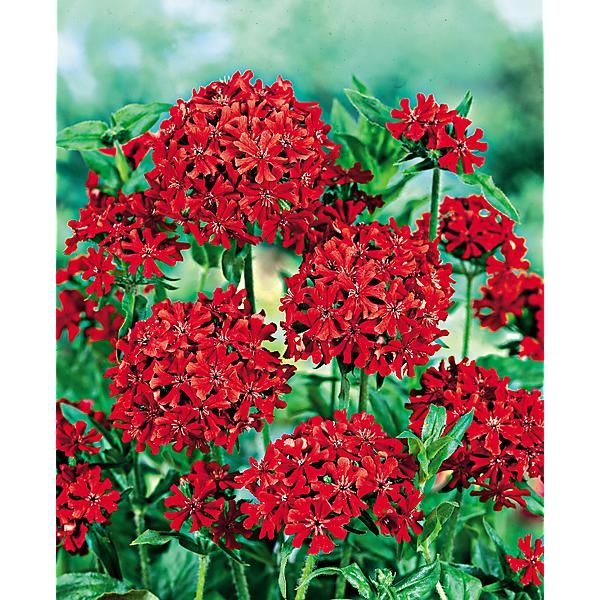 LYCHNIS CROIX de JÉRUSALEM (l. chalcedonica)