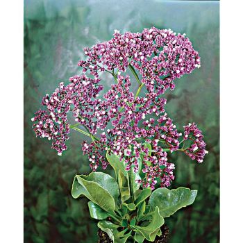 LAVANDE de MER ou STATICE des CANARIES (limonium perezii)