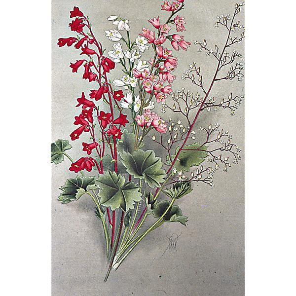 HEUCHERA SANGUINEA BRESSINGHAM HYBRIDS