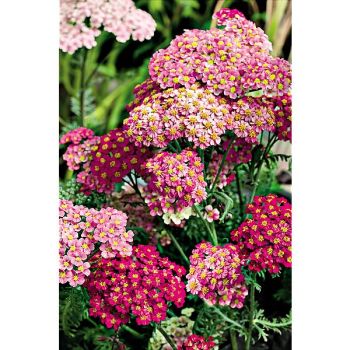 ACHILLÉE millefolium F2 FLOWERBURST RED SHADES