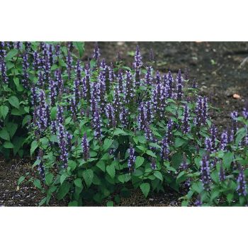 AGASTACHE ASTELLO INDIGO