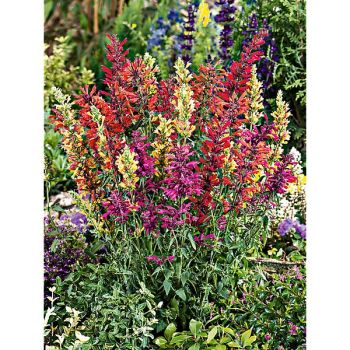 AGASTACHE aur. FRAGRANT DELIGHT 2