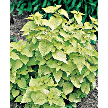 AGASTACHE GOLDEN JUBILEE