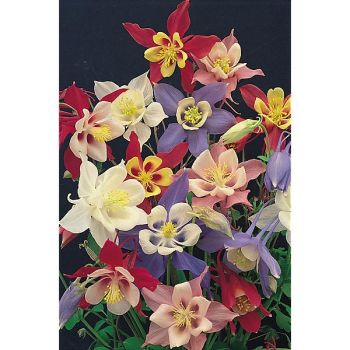 ANCOLIE F1 MUSIK HARMONY