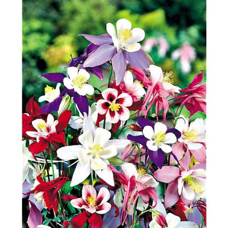 ANCOLIE Mc KANA GIANTS MIX