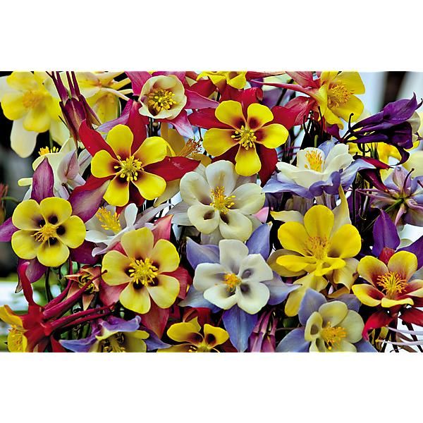 ANCOLIE Mc KANA GIANTS MIX