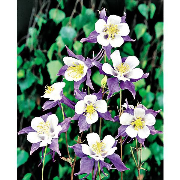 ANCOLIE BLUE STAR
