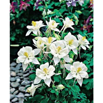 ANCOLIE CRYSTAL STAR