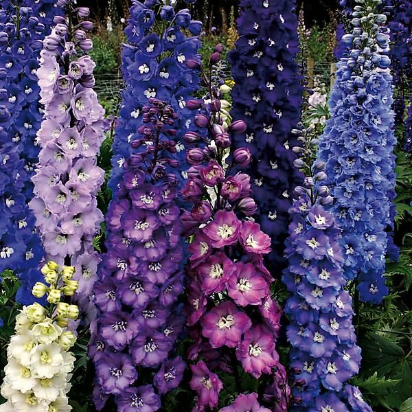 DELPHINIUM F1 NEW MILLENIUM DOUBLE STARS