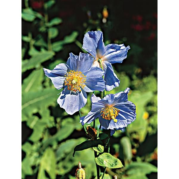 MECONOPSIS BETONICIFOLIA ou PAVOT de L’HIMALAYA grandis CHINA BLUE