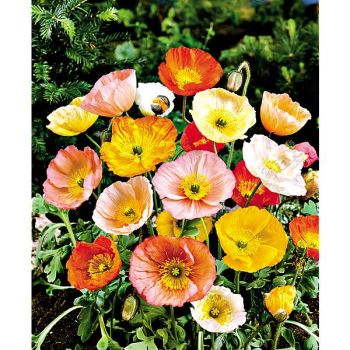 PAVOT nudicaule ou pavot d’Islande GARDEN GNOME 2