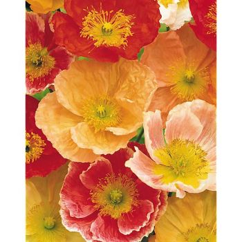 PAVOT nudicaule ou pavot d’Islande ARTIST'S GLORY