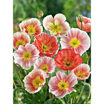 PAVOT nudicaule ou pavot d’Islande ARTIST'S GLORY 2