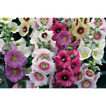 ROSE-TRÉMIÈRE rosea HALO MIX