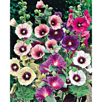 ROSE-TRÉMIÈRE rosea HALO MIX 2