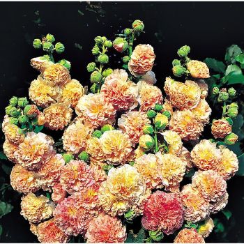 ROSE-TRÉMIÈRE DOUBLE CHATER’S CHAMOIS