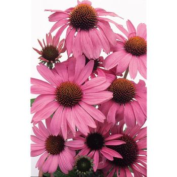 RUDBECKIA ou ECHINACEA PRIMADONNA ROSE FONCÉ