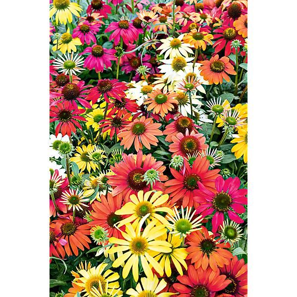 RUDBECKIA ou ECHINACEA CHEYENNE SPIRIT MIX