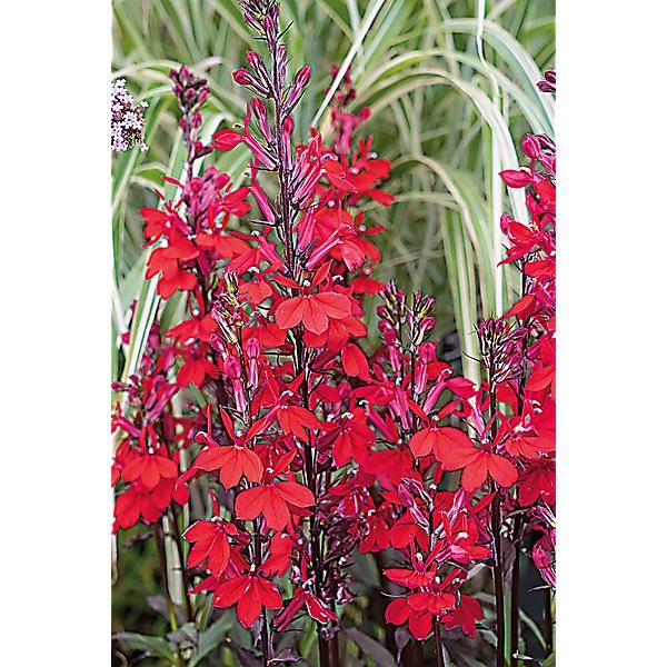 LOBÉLIA speciosa F1 FAN® SCARLET