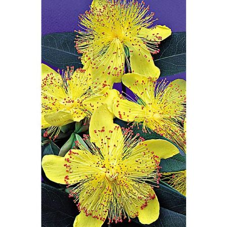 MILLEPERTUIS (hypericum calycinum)