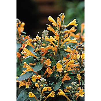 AGASTACHE ARIZONA SANDSTONE