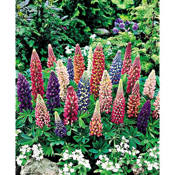 LUPIN de RUSSEL LUPINI MIX