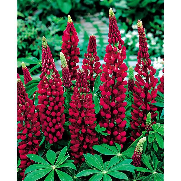 LUPIN de RUSSEL MON CHÂTEAU