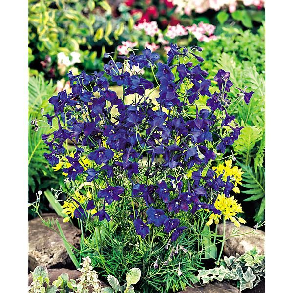 DELPHINIUM ou PIED d’ALOUETTE VIVACE gr. BUTTERFLY BLUE