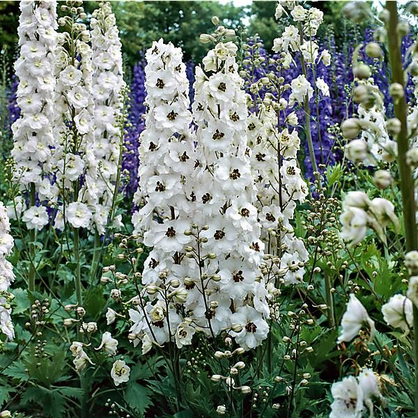 DELPHINIUM ou PIED d’ALOUETTE VIVACE PACIFIC PERCIVAL PREMIUM
