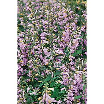 AGASTACHE LAVENDER MARTINI