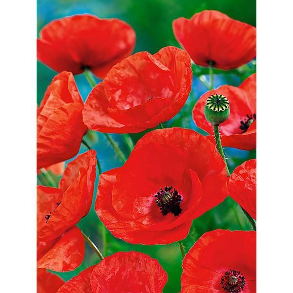 COQUELICOT des CHAMPS POPPY Bio