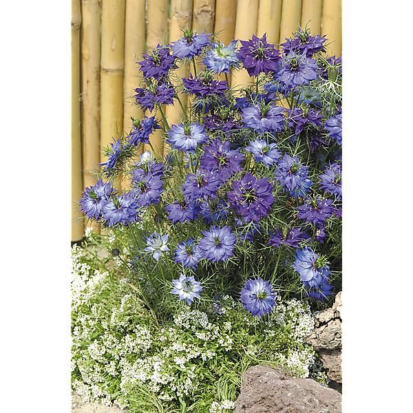 NIGELLE de DAMAS Bio