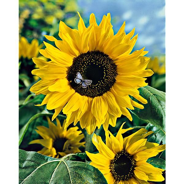SOLEIL GÉANT Bio