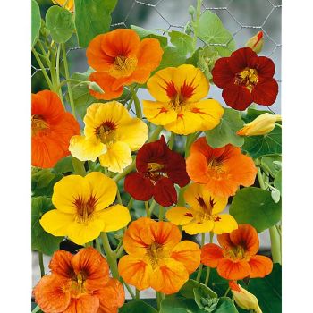 CAPUCINE GRIMPANTE MIX Bio