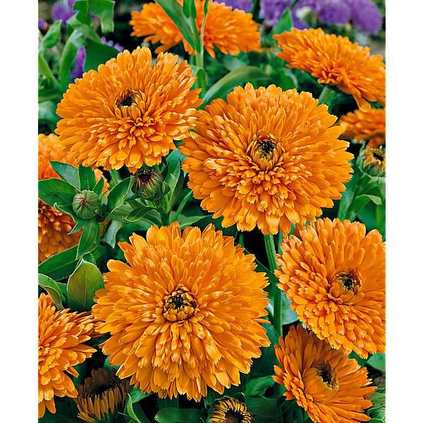 SOUCI BALL’S ORANGE Bio