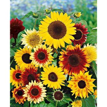 TOURNESOL NAIN MIX Bio