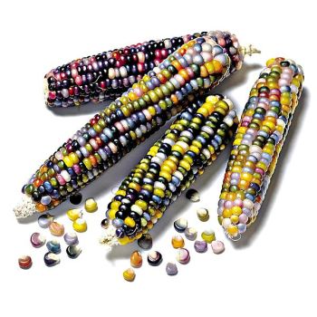 MAÏS DÉCORATIF GLASS GEM