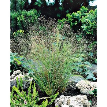 AGROSTIS NEBULOSA ou graminée brouillard