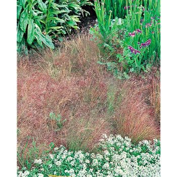 AGROSTIS NEBULOSA ou graminée brouillard 2