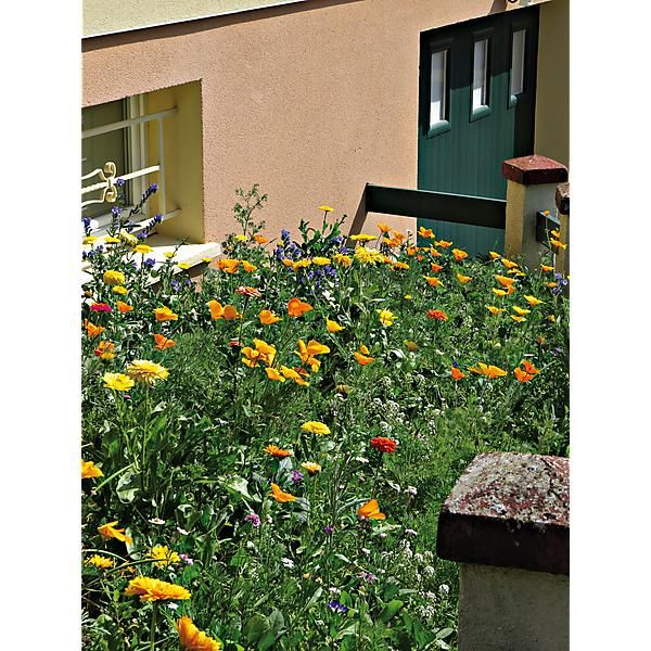 FLEURS PIEDS de MUR