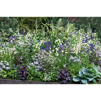 MÉLANGE CHRONO VIVACES