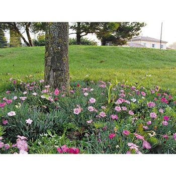 MÉLANGE CHRONO VIVACES 2