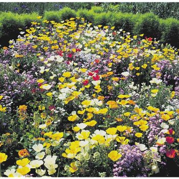 MÉLANGE CALIFORNIEN