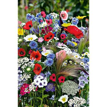 MÉLANGE FLEURS DES CHAMPS