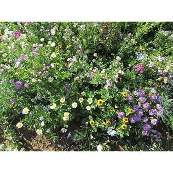 MÉLANGE FLEURS TAPISSANTES