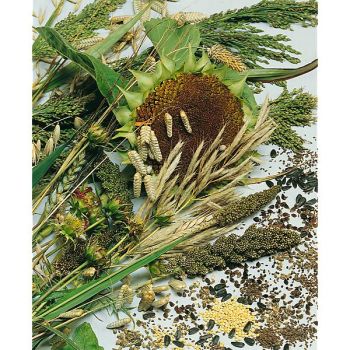 MÉLANGE OISEAUX CHANTANTS